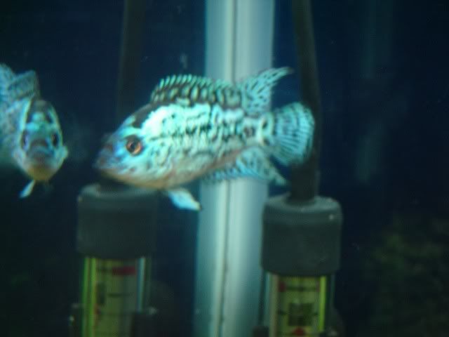 newelecjackpic3.jpg