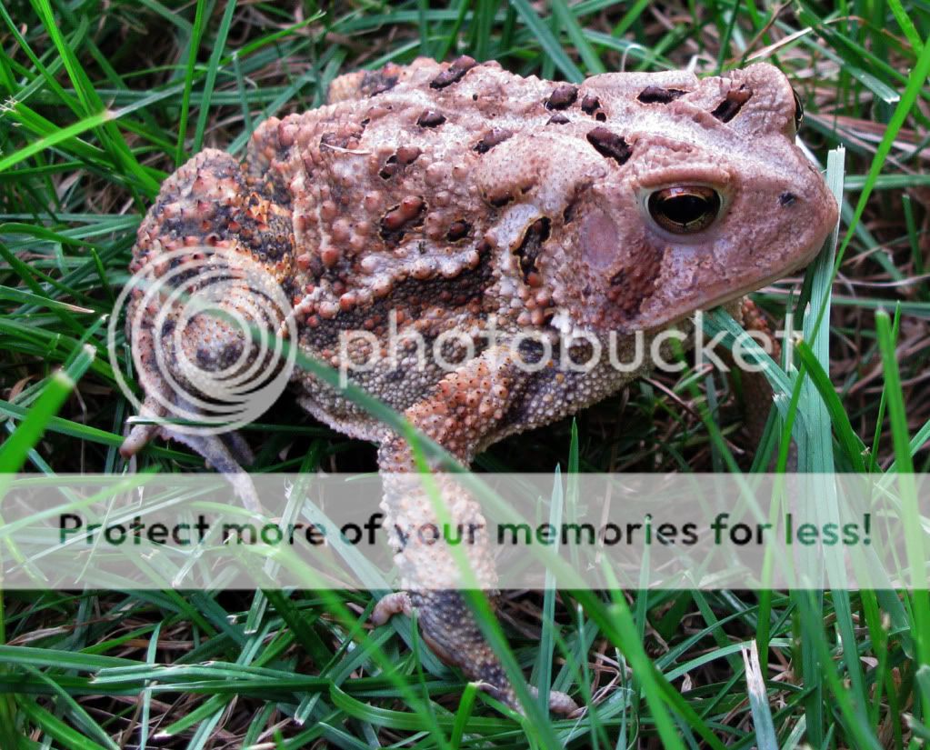 Toad2.jpg