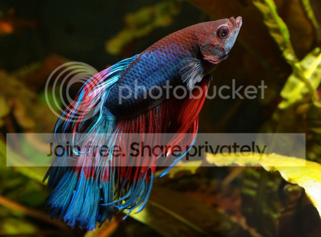 betta26-2.jpg