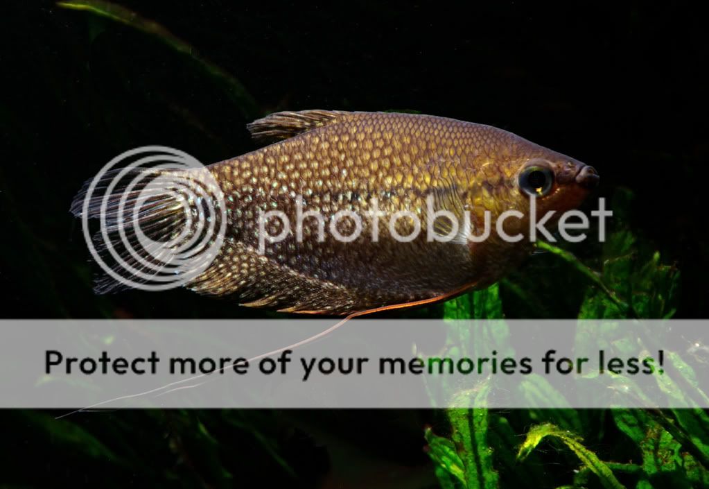 gourami17.jpg