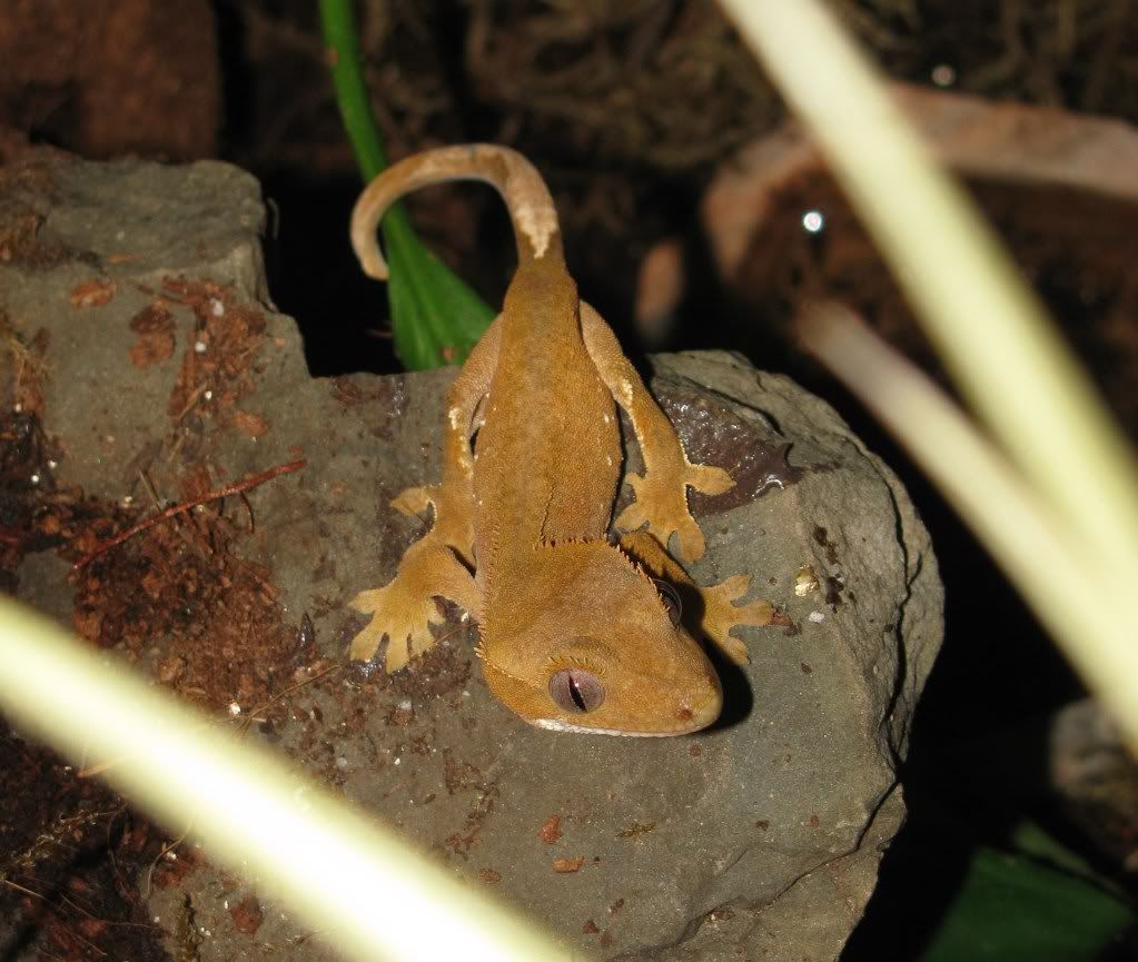 BabyRedCrested.jpg