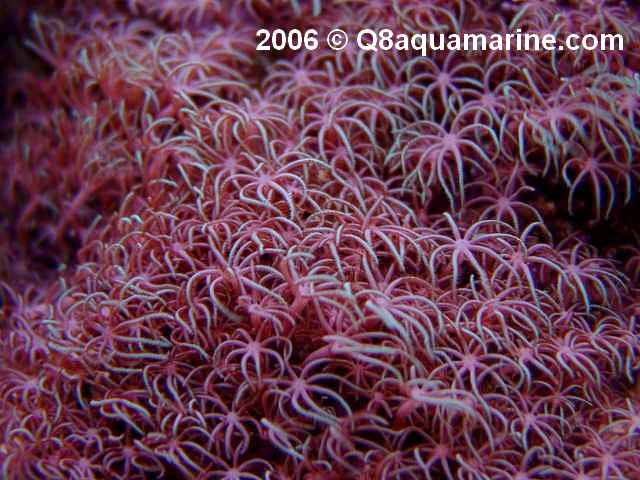 Star%20Polyps.JPG