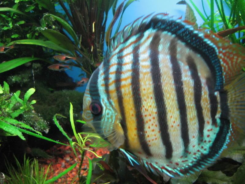 Discus02-16-09005.jpg