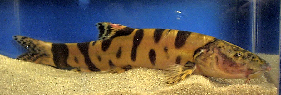 leptobotia_elongata_02.jpg