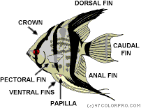 AngelfishAnatomy.gif