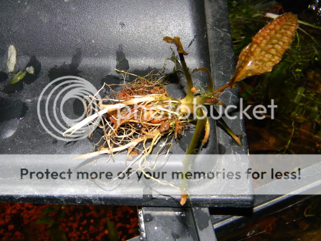 DSCN6948.jpg