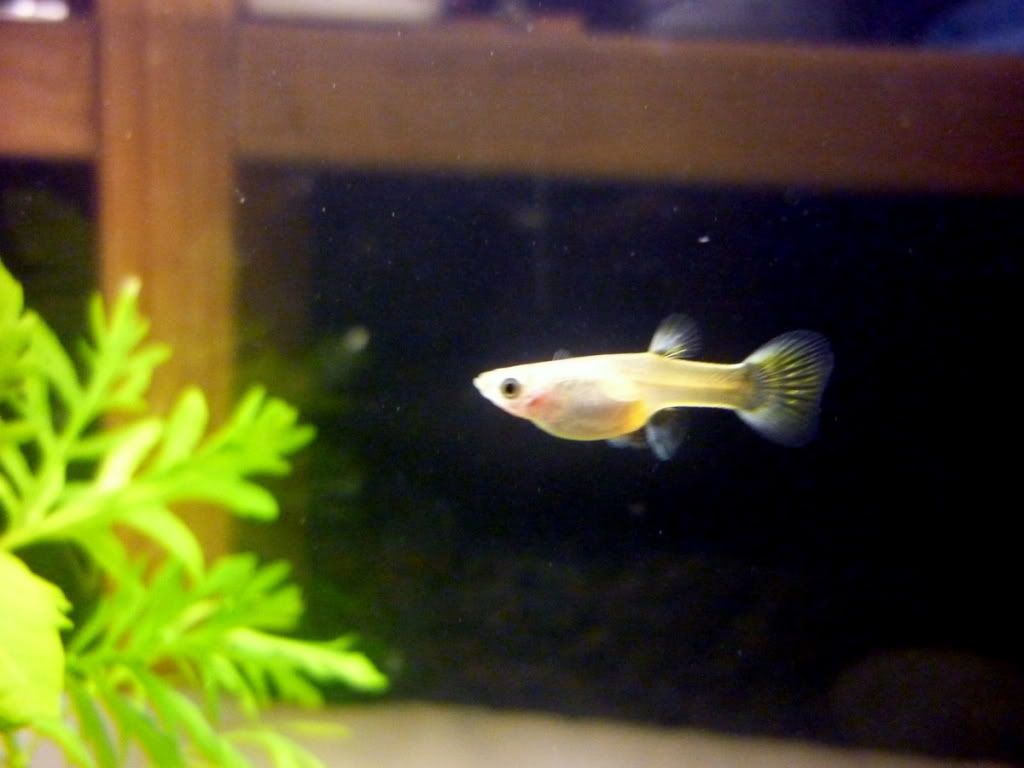 Guppies.jpg