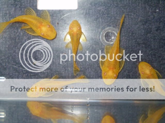 pleco01.jpg