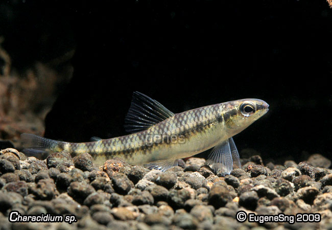 characidium_sp1.jpg