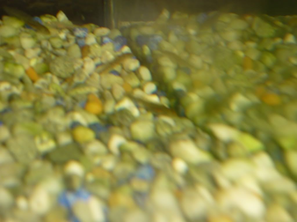 axies4.jpg