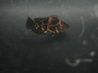 Ozzy010.jpg