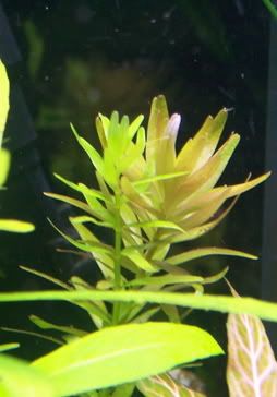 rotala.jpg