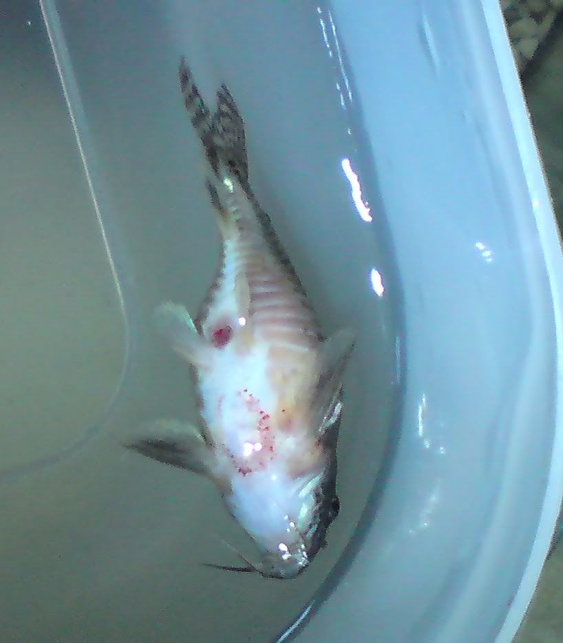 DSC00526.jpg