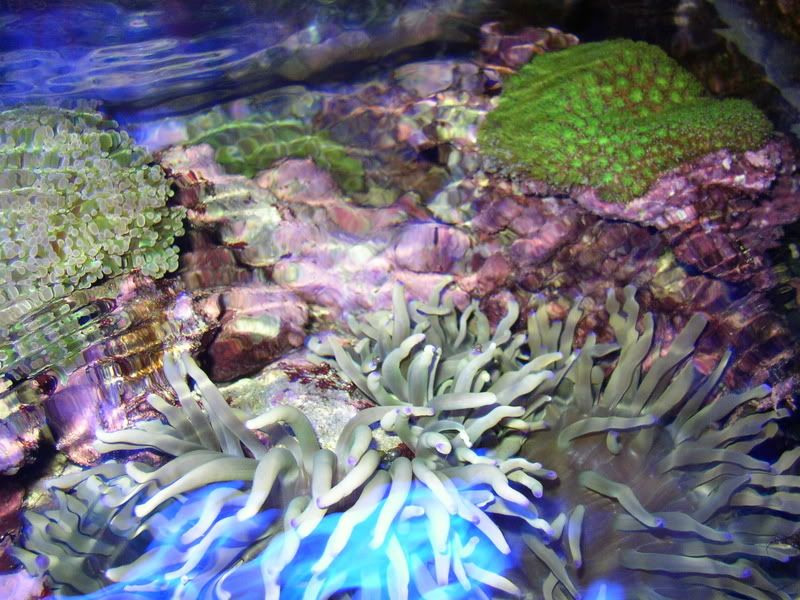 OverheadReef2-8-02012.jpg