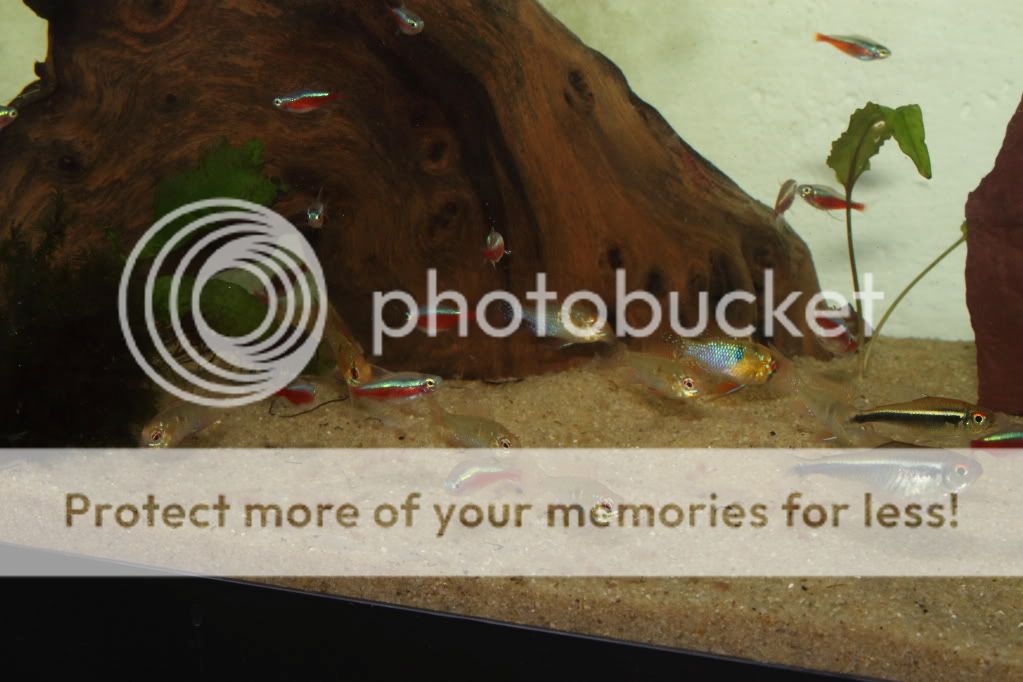 PictureT1i_1977.jpg