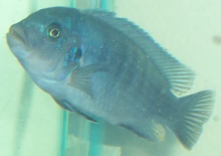 Fish2003.jpg