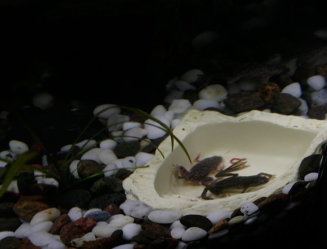 dinner.jpg