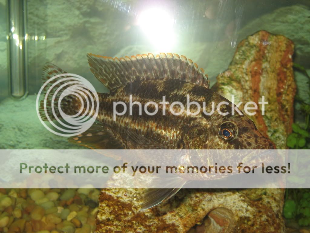 Fish018.jpg