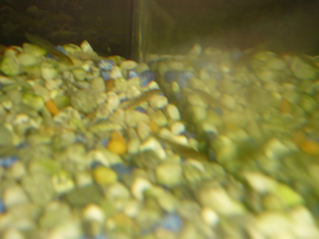 axies.jpg