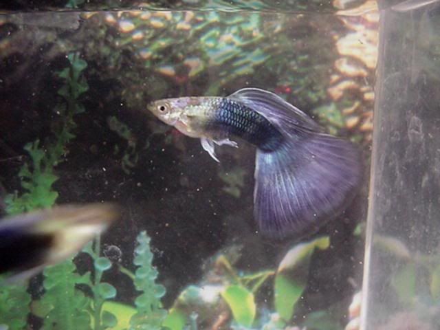 HalfBlackPurple.jpg