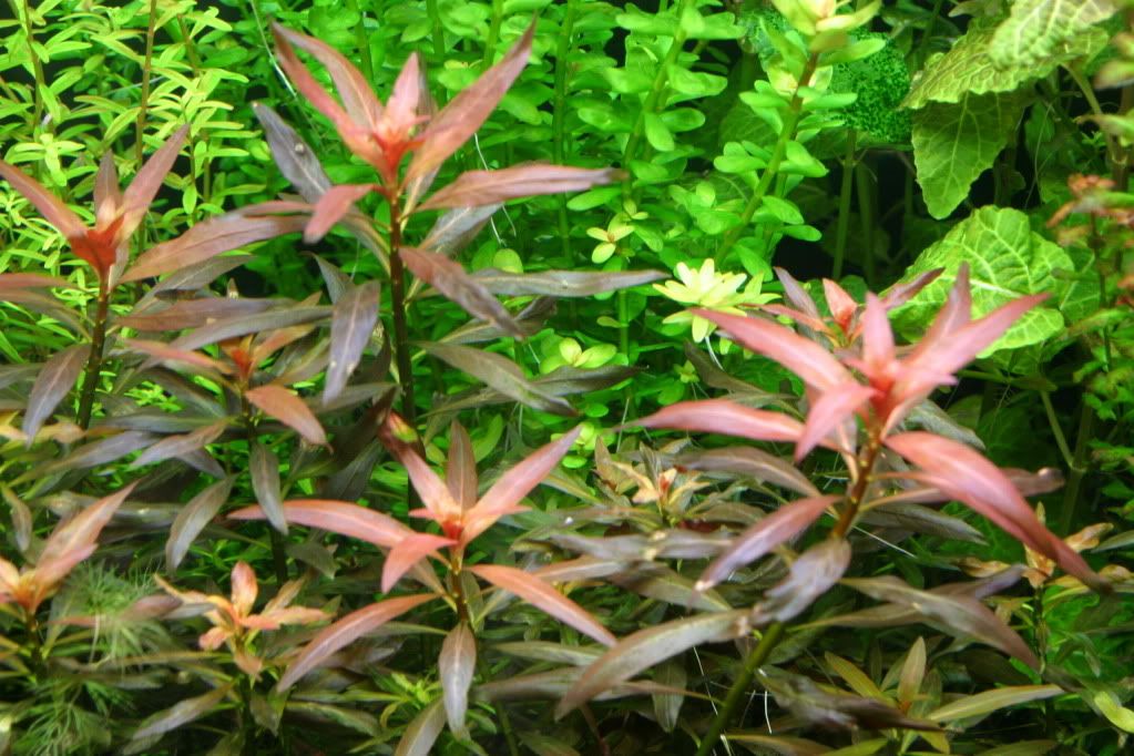 Plantsell03-09-10001.jpg