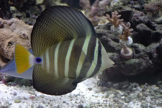 Sailfin.jpg