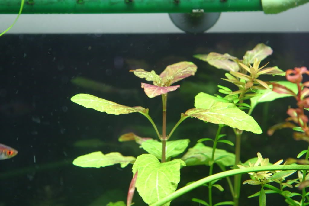 Plantsell03-09-10003.jpg