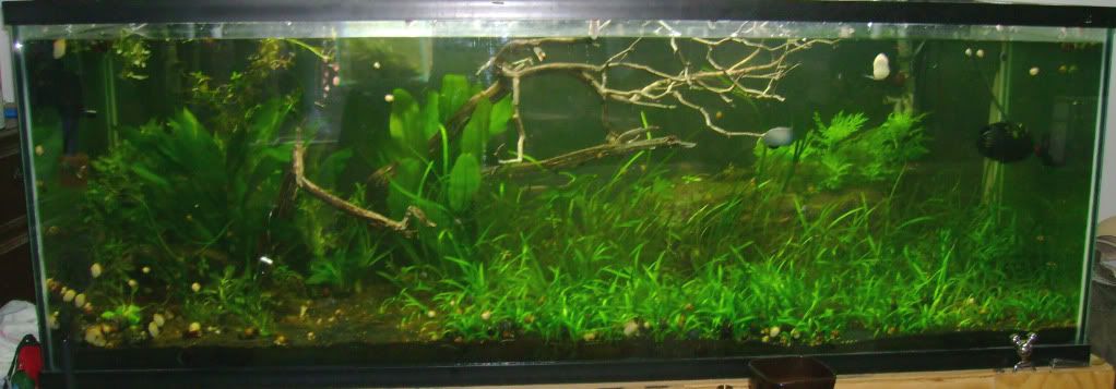 aquarium2-1.jpg