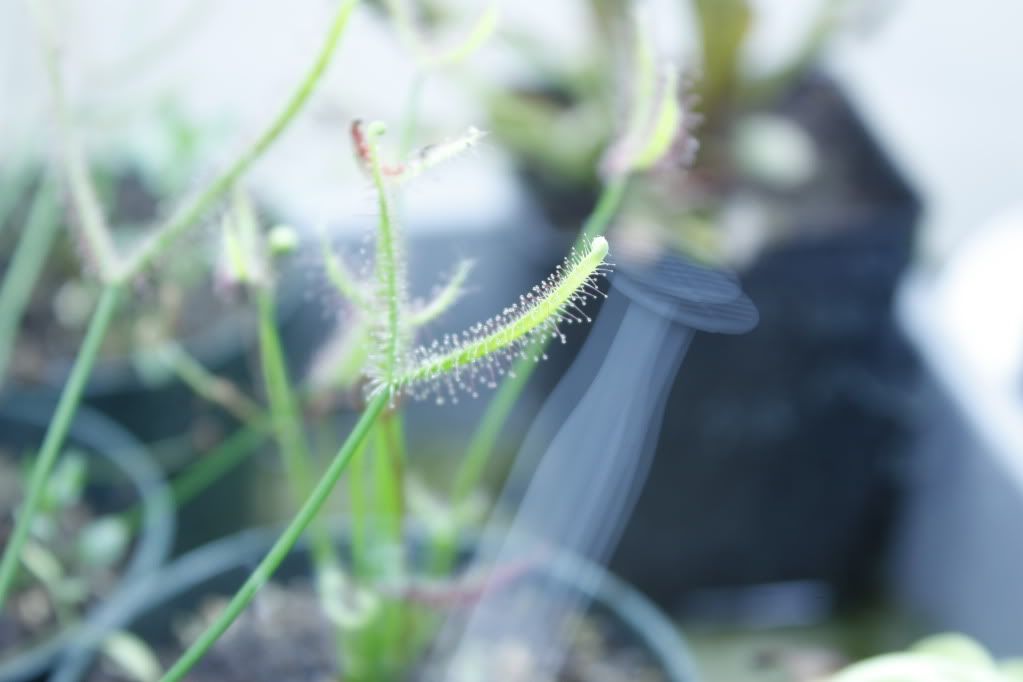 _MG_3784.jpg