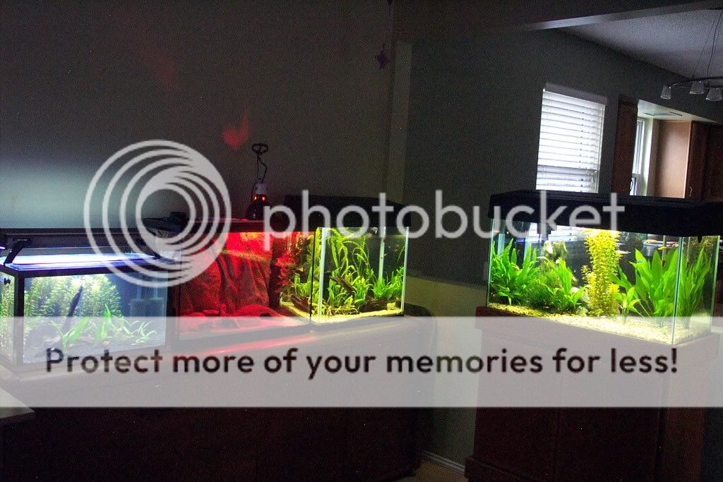 fishroom7.jpg
