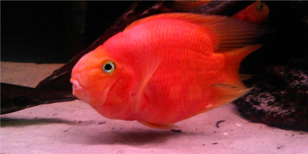 Blood-Red-Parrot-Cichlid-600x300.jpg