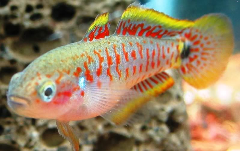 peacockgudgeon3.jpg
