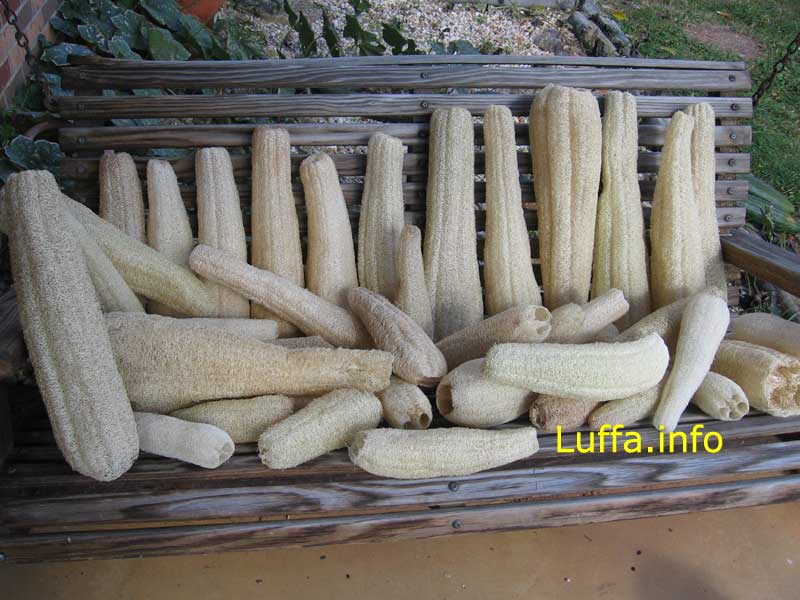 Loofahs_6091.jpg