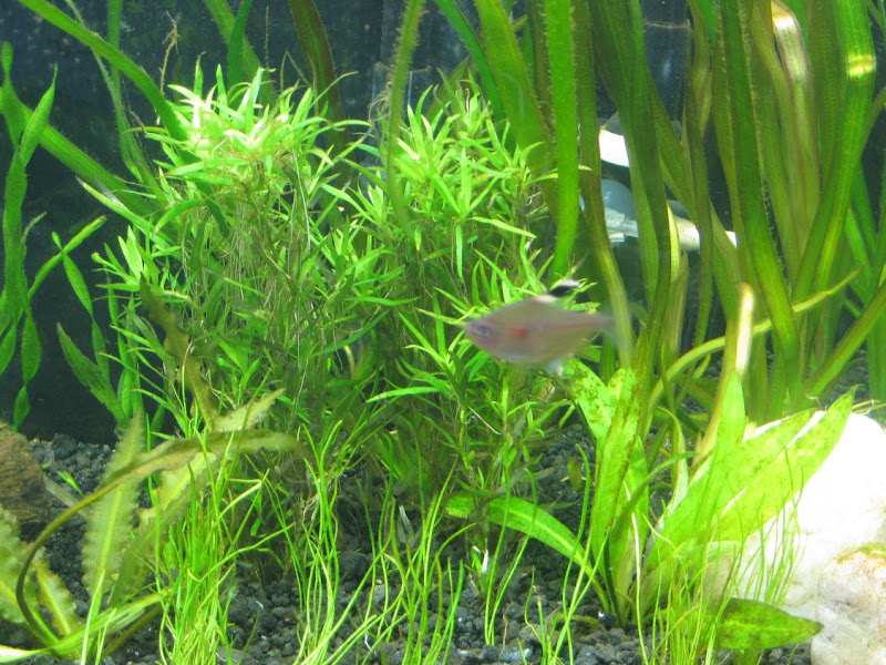 stargrass20100811.jpg