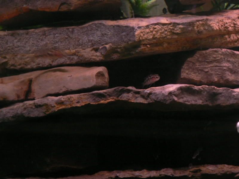 recentpics005.jpg