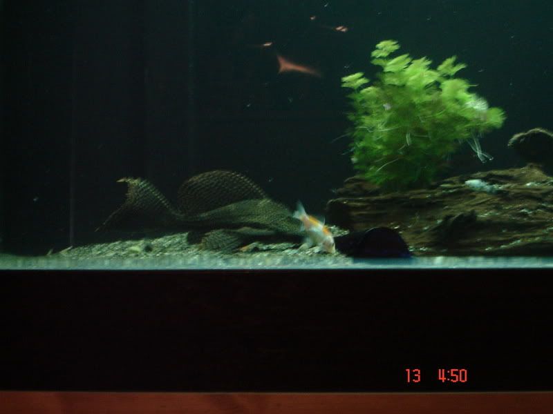 DSC03102.jpg