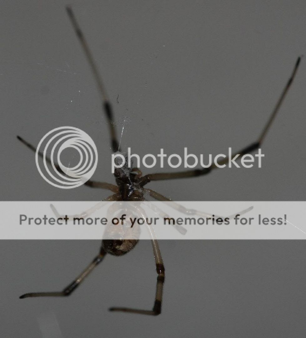 spider5.jpg