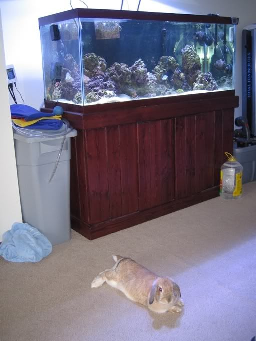 bunnytank.jpg