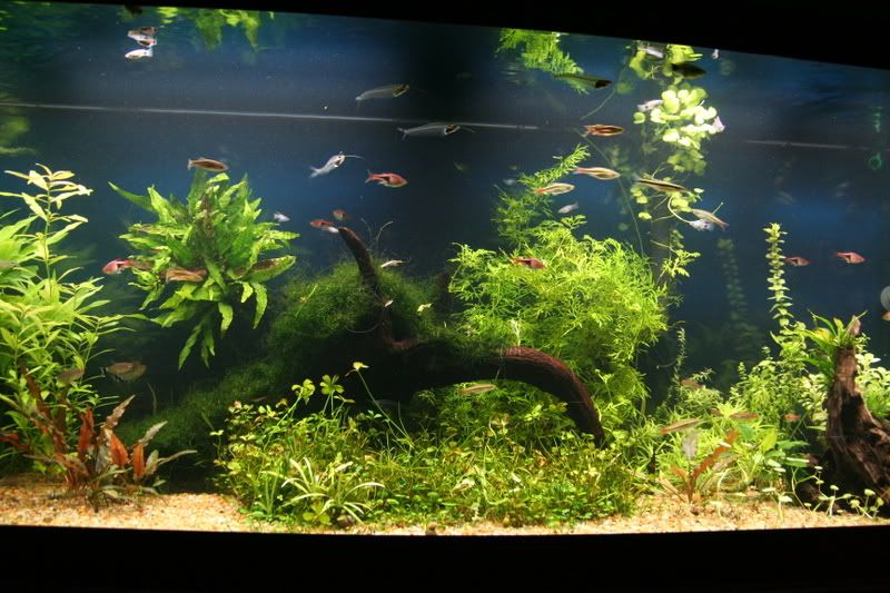 fishtank030.jpg