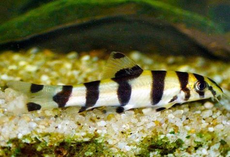 Gold-Zebra-Loach-475x325.jpg