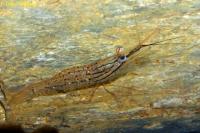 macrobrachium_rosenbergii_Juvenile.jpg