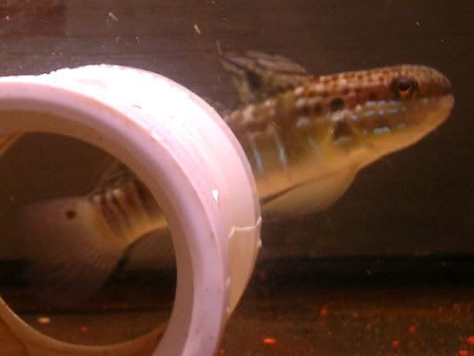 qt_goby0707.jpg