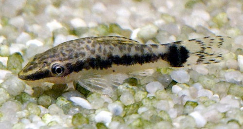 otocinclus-arnoldi.jpg