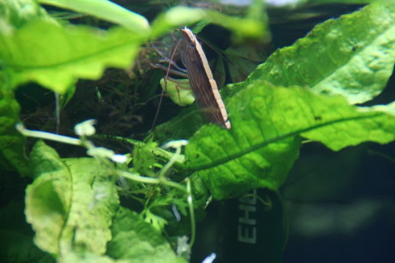 fishtank031.jpg