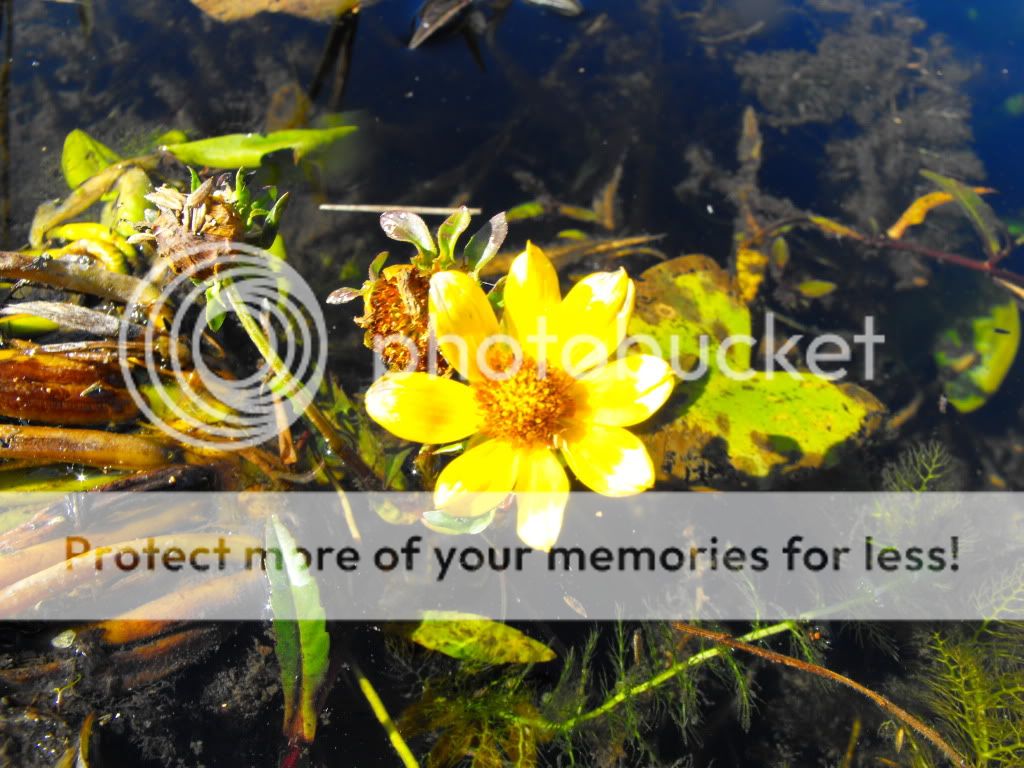 DSCF9007.jpg