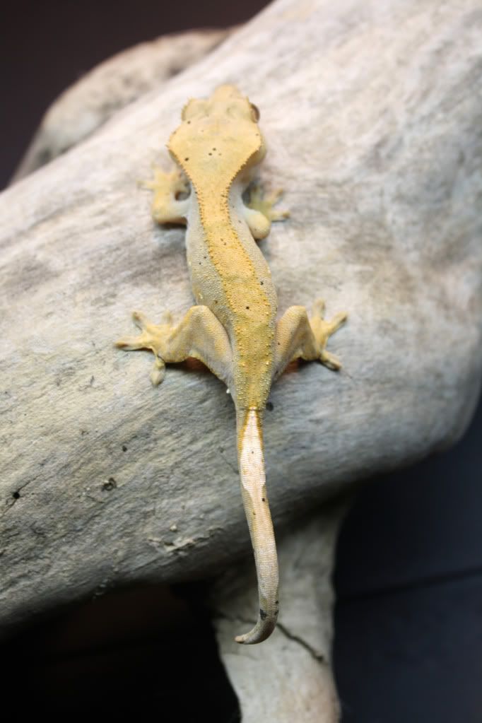Gecko_1_1.jpg