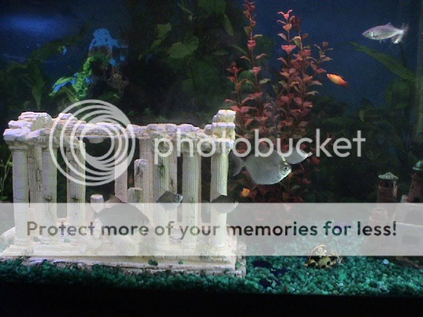 Fishtank3.jpg