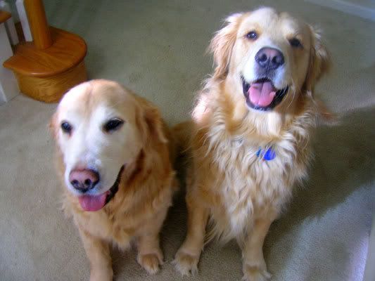 pups.jpg