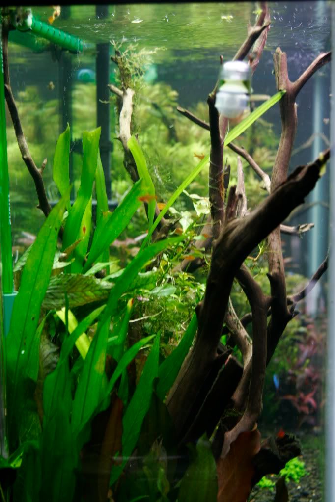 60gAquarium05-13-09012.jpg