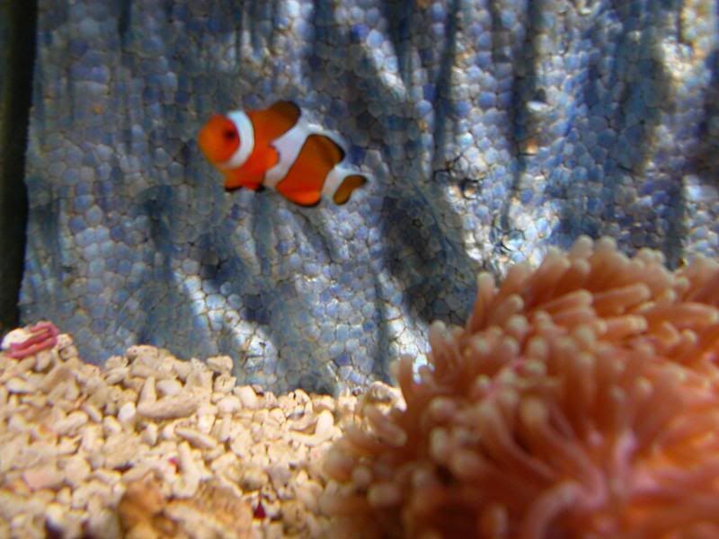 Nemo.jpg